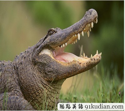 被鱷魚咬斷手 面臨非法喂食鱷魚指控?