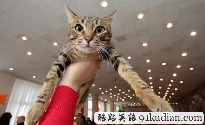 趣圖妙語:烏克蘭貓展萌物大集合~