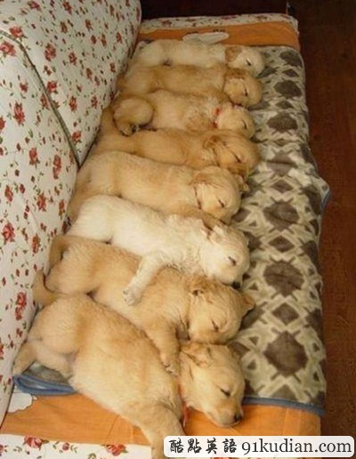 趣圖妙語:我和周公有個約會