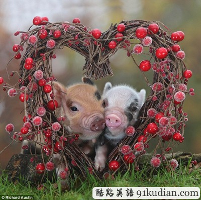 趣圖妙語:動物王國的戀戀情人節(jié)