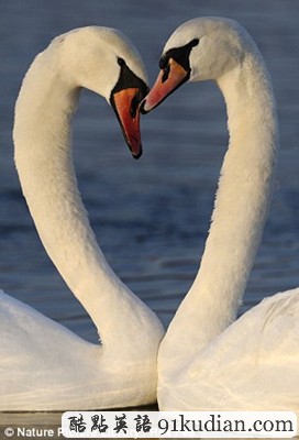 趣圖妙語(yǔ):動(dòng)物王國(guó)的戀戀情人節(jié)