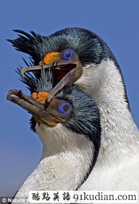 趣圖妙語:動(dòng)物王國(guó)的戀戀情人節(jié)