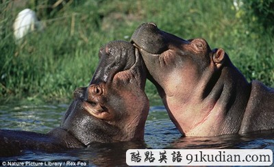 趣圖妙語(yǔ):動(dòng)物王國(guó)的戀戀情人節(jié)