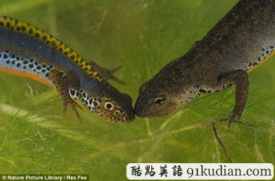 趣圖妙語(yǔ):動(dòng)物王國(guó)的戀戀情人節(jié)