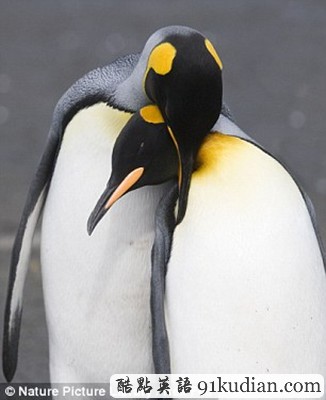 趣圖妙語:動物王國的戀戀情人節(jié)