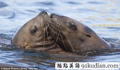 趣圖妙語:動物王國的戀戀情人節(jié)