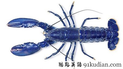 大千世界:幸運(yùn)龍蝦 因美貌免下鍋