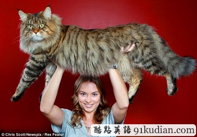 巨貓還在成長(zhǎng) 有望稱霸世界第一