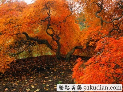 圖片畫廊:美不勝收的美國金秋