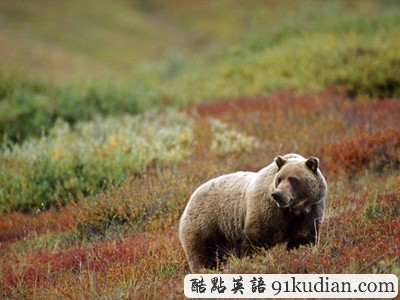 圖片畫廊:美不勝收的美國(guó)金秋