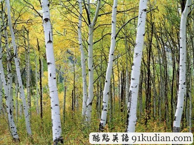 圖片畫廊:美不勝收的美國(guó)金秋