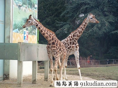 三十張令人驚嘆的對稱攝影圖片(上)