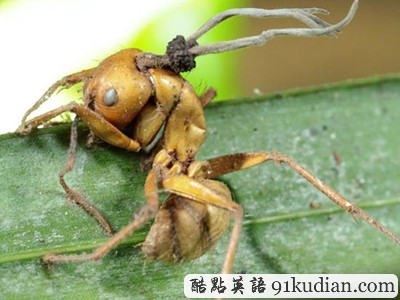 GJ地理:2011年度十佳新聞圖片(2)