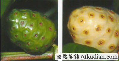 大千世界:你可能不知道的20種水果(下)