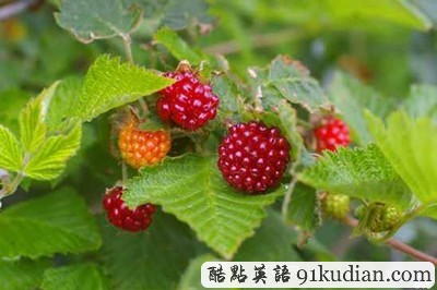 大千世界:你可能不知道的20種水果(下)