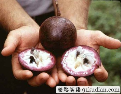 大千世界:你可能不知道的20種水果(下)