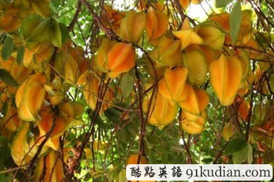 大千世界:你可能不知道的20種水果(下)