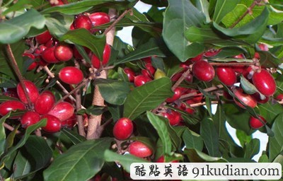 大千世界:你可能不知道的20種水果(下)