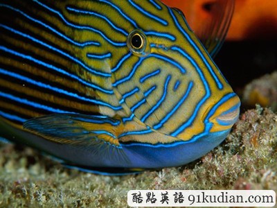 GJ地理:2011年度十佳自然圖片