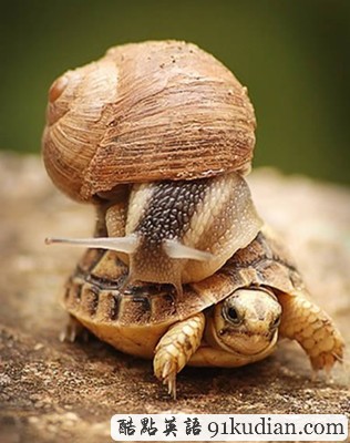 趣圖妙語:動物們的搞笑瞬間