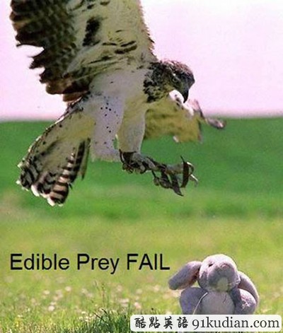 趣圖妙語:動物們的搞笑瞬間