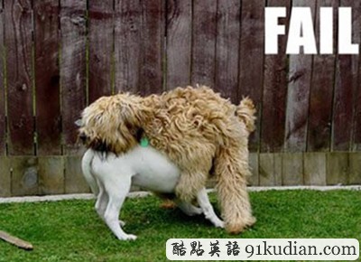 趣圖妙語(yǔ):動(dòng)物們的搞笑瞬間