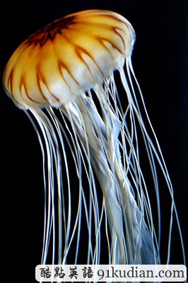 趣圖妙語:現(xiàn)實版《死神來了》(2)