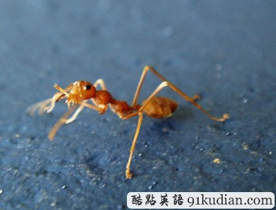 趣圖妙語:現(xiàn)實版《死神來了》(2)