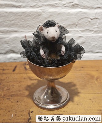 趣圖妙語:美麗的動(dòng)物標(biāo)本