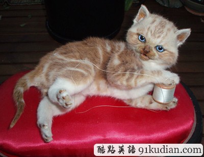 趣圖妙語:美麗的動物標(biāo)本