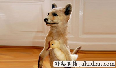 趣圖妙語:美麗的動物標本