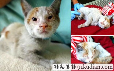 上海小貓兩周未吃未喝