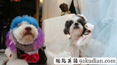 大千世界:奢華狗狗婚禮創(chuàng)紀(jì)錄