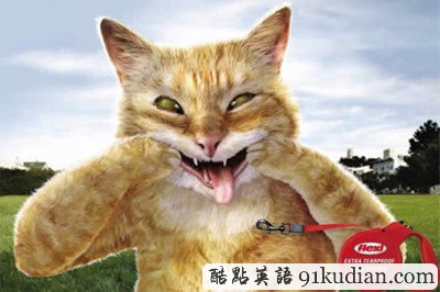 趣圖妙語:有趣的動(dòng)物廣告