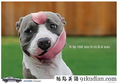 趣圖妙語(yǔ):有趣的動(dòng)物廣告