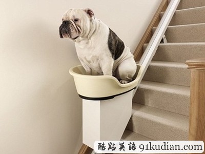 趣圖妙語:胖狗搭乘的座椅式電梯