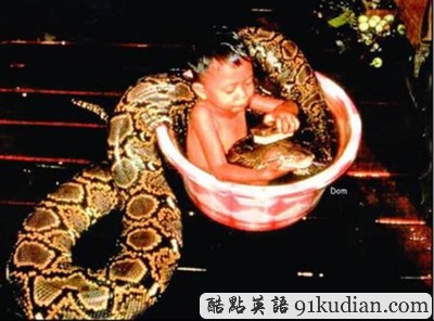 盤點(diǎn):那些震撼過我們的寵物