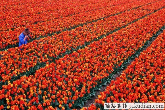 荷蘭之旅:美麗的"郁金香王國