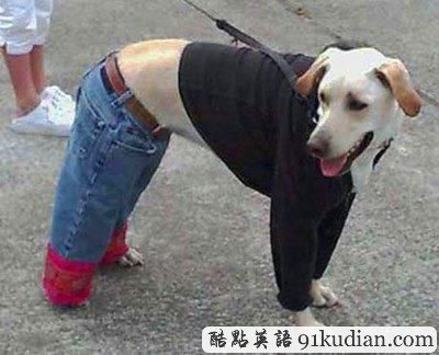 趣圖妙語:動物萌物語之我們愛穿衣