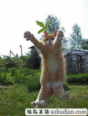 趣圖妙語:動物們的萌翻瞬間~