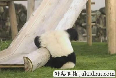 趣圖妙語:動物們的萌翻瞬間~