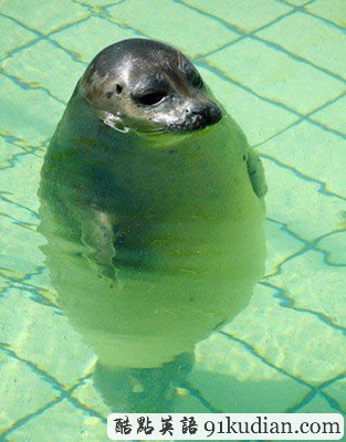 趣圖妙語:動物們的萌翻瞬間~