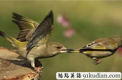 趣圖妙語:動物們的萌翻瞬間~