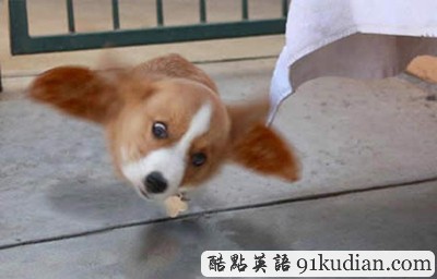 趣圖妙語:動物們的萌翻瞬間~