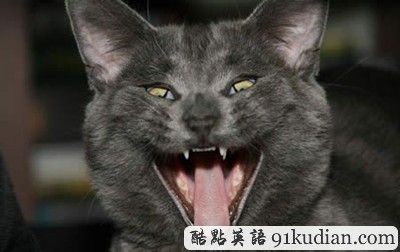 趣圖妙語(yǔ):動(dòng)物們的萌翻瞬間~