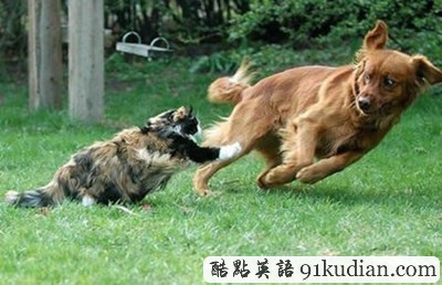 趣圖妙語(yǔ):動(dòng)物們的萌翻瞬間~