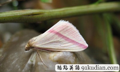 大千世界:熱浪為英國(guó)招來稀有飛蛾