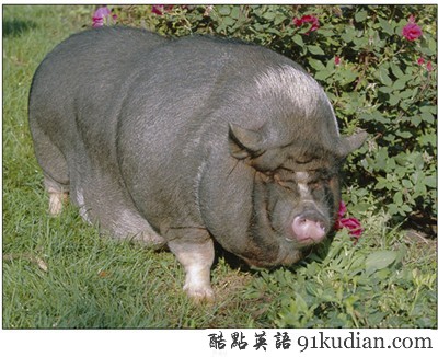 動物世界:世界上最胖的10個動物