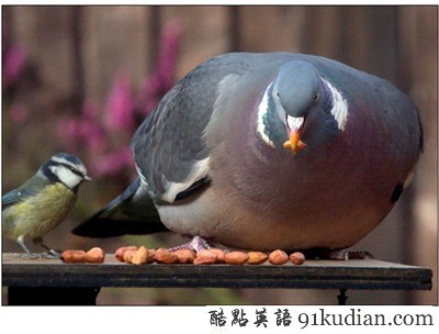 動(dòng)物世界:世界上最胖的10個(gè)動(dòng)物