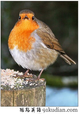 動(dòng)物世界:世界上最胖的10個(gè)動(dòng)物